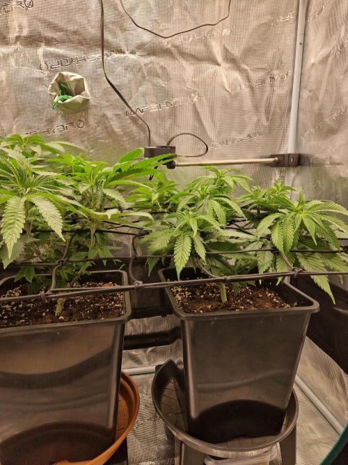 Apples Bananas n Peaches. Week 7