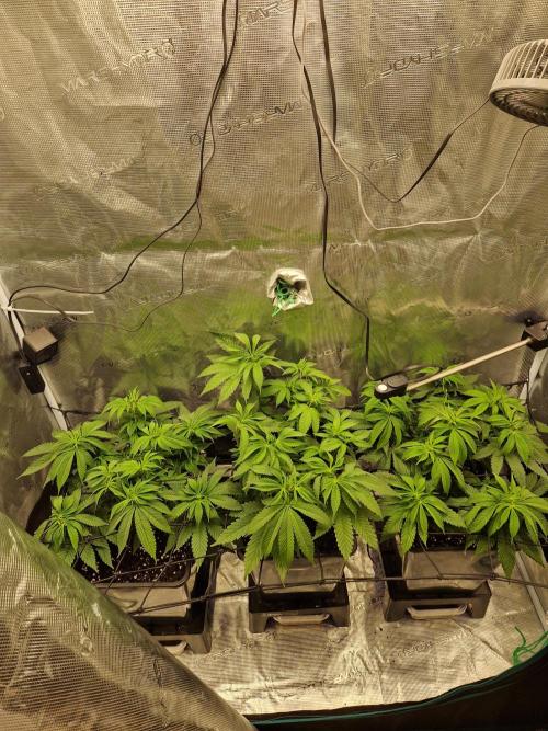 Apples Bananas n Peaches. Week 7