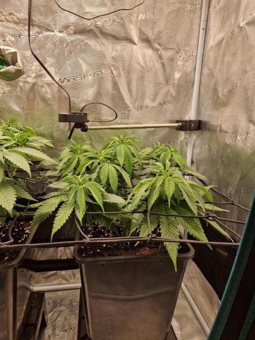 Apples Bananas n Peaches. Week 7