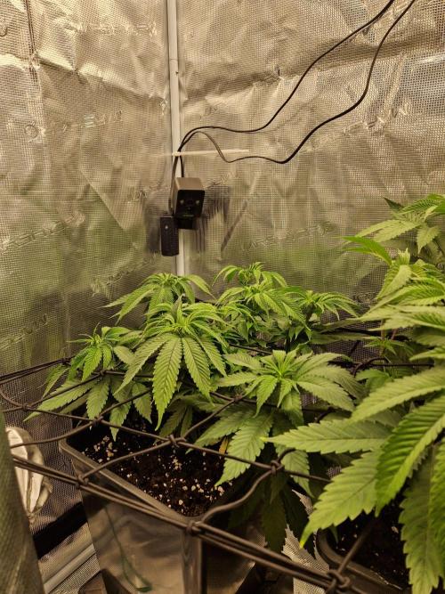 Apples Bananas n Peaches. Week 7