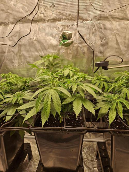 Apples Bananas n Peaches. Week 7