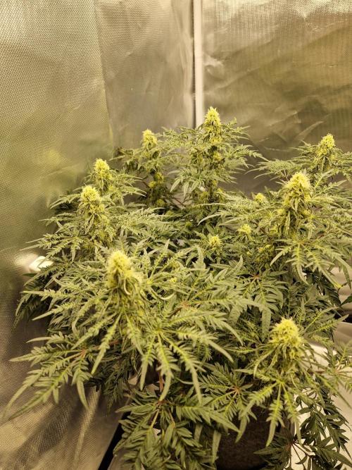 Freaky. Week 12