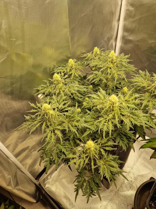 Freaky. Week 12
