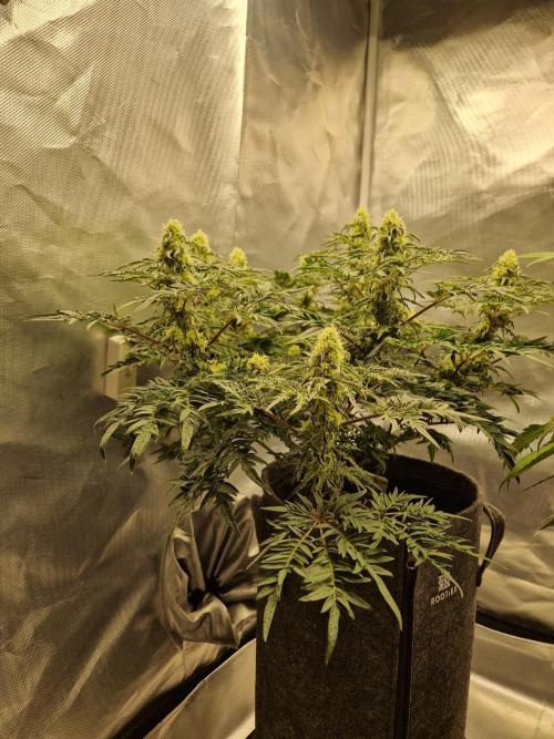 Freaky. Week 12