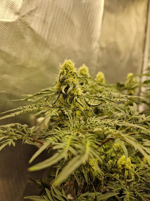 Freaky. Week 12