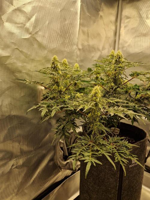 Freaky. Week 12