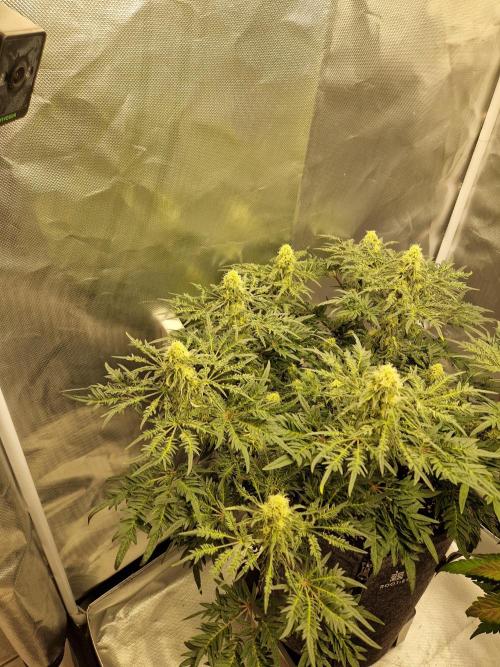 Freaky. Week 12