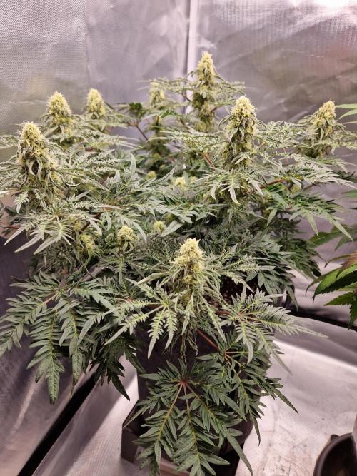 Freaky. Week 12