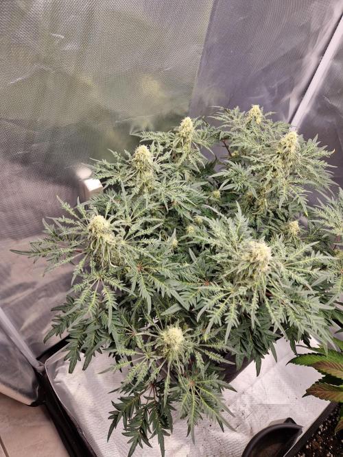 Freaky. Week 12