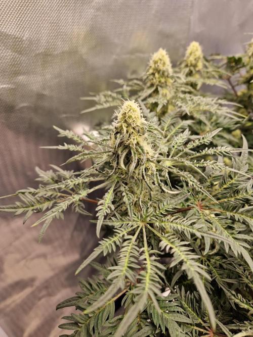 Freaky. Week 12