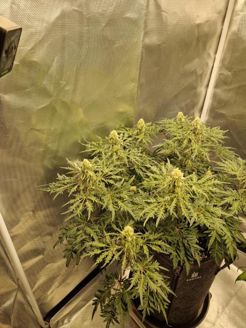 Freaky. Week 12
