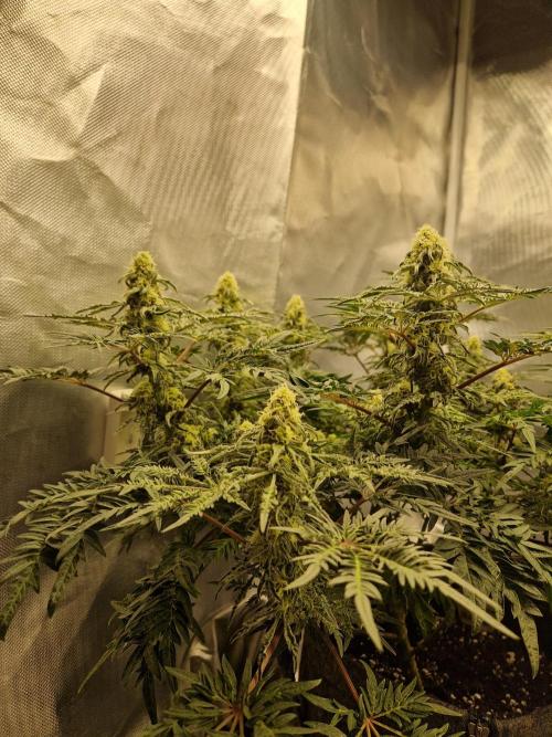 Freaky. Week 12