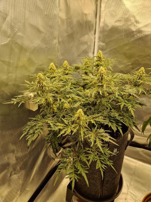 Freaky. Week 12