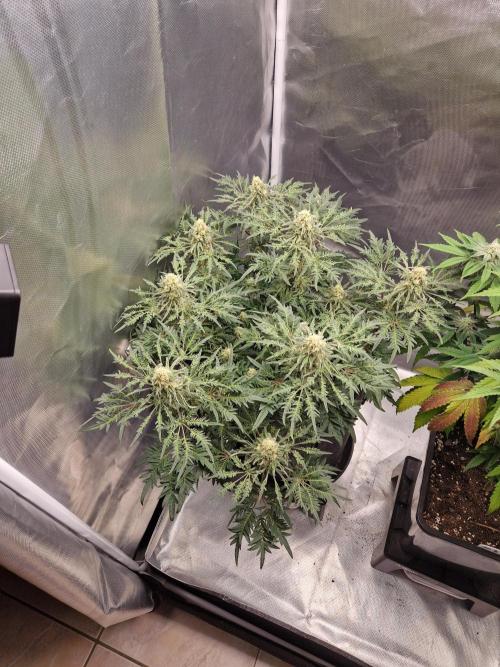 Freaky. Week 12