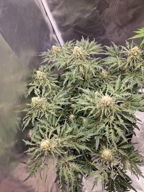 Freaky. Week 12