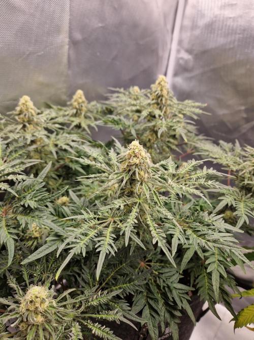 Freaky. Week 12