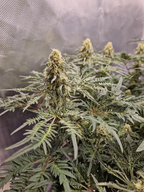 Freaky. Week 12