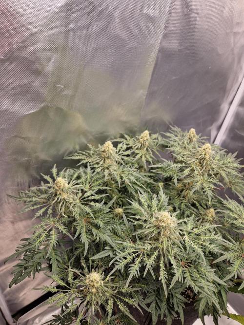 Freaky. Week 12