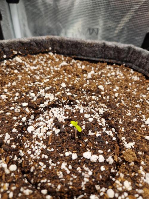 Auto Candy Bubatz XL. Week 1