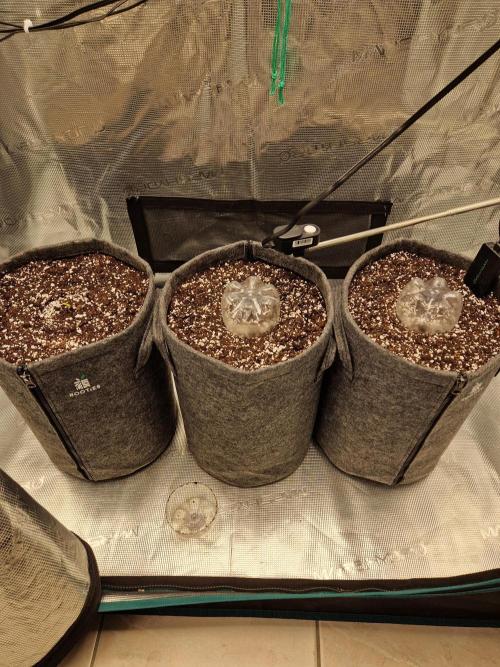Auto Candy Bubatz XL. Week 1