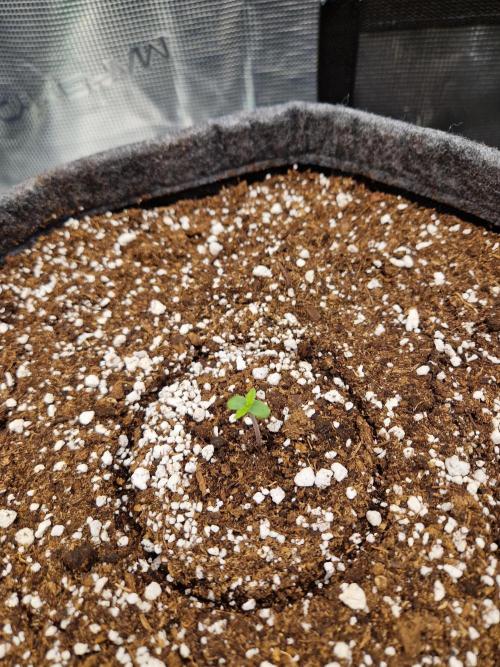 Auto Candy Bubatz XL. Week 1