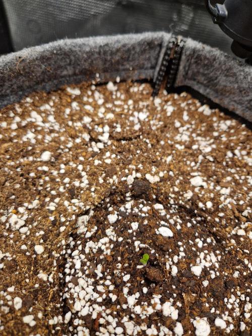 Auto Candy Bubatz XL. Week 1