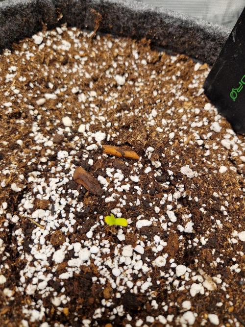 Auto Candy Bubatz XL. Week 1