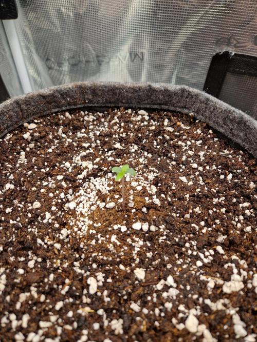 Auto Candy Bubatz XL. Week 1