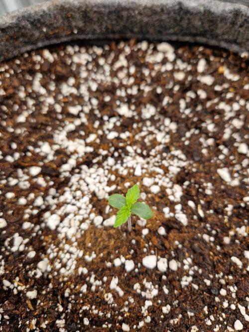 Auto Candy Bubatz XL. Week 1