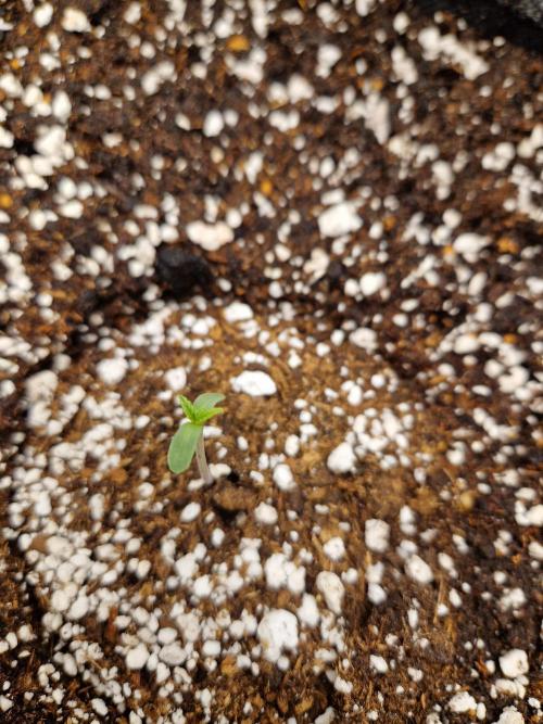 Auto Candy Bubatz XL. Week 1
