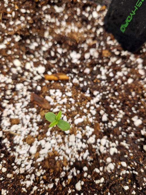 Auto Candy Bubatz XL. Week 1