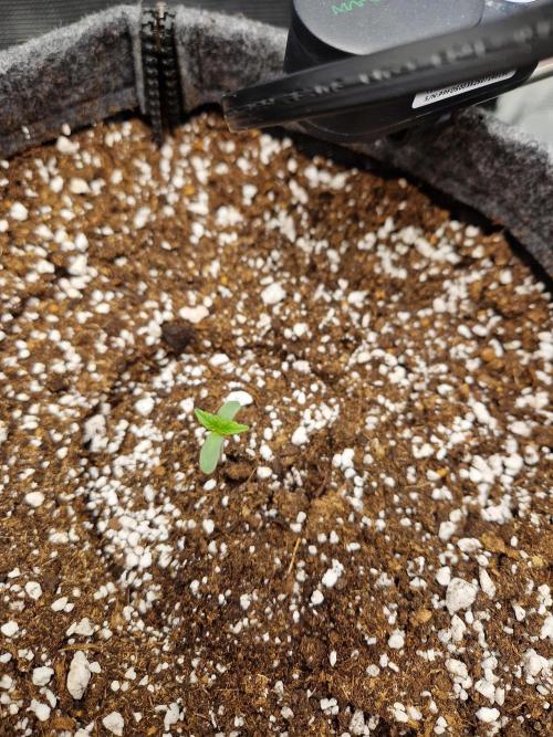 Auto Candy Bubatz XL. Week 1