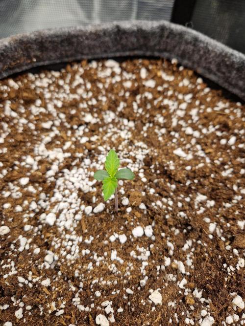 Auto Candy Bubatz XL. Week 1