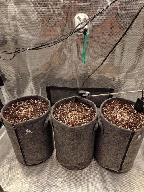 Auto Candy Bubatz XL. Week 1
