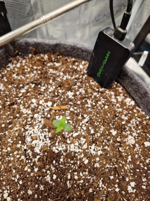 Auto Candy Bubatz XL. Week 1