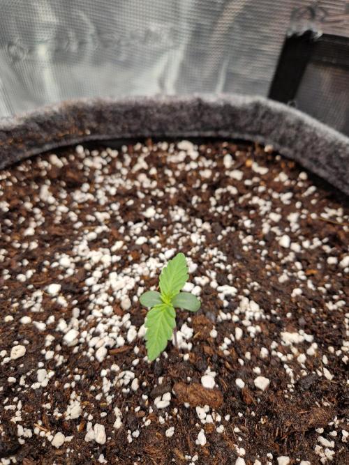 Auto Candy Bubatz XL. Week 1
