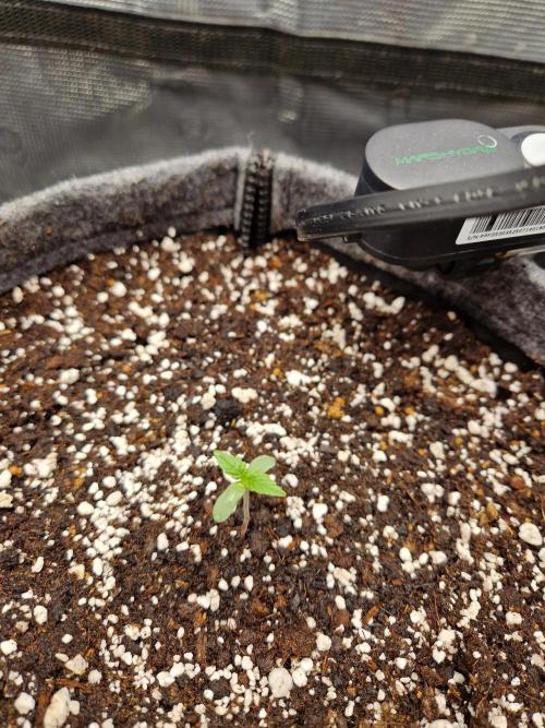 Auto Candy Bubatz XL. Week 1
