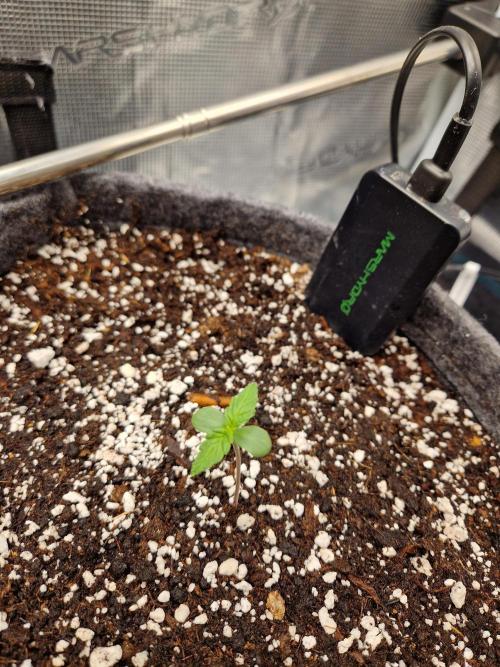 Auto Candy Bubatz XL. Week 1