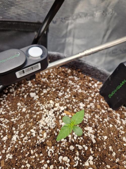 Auto Candy Bubatz XL. Week 1