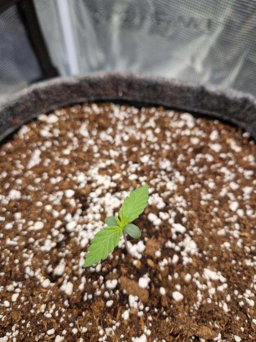 Auto Candy Bubatz XL. Week 1