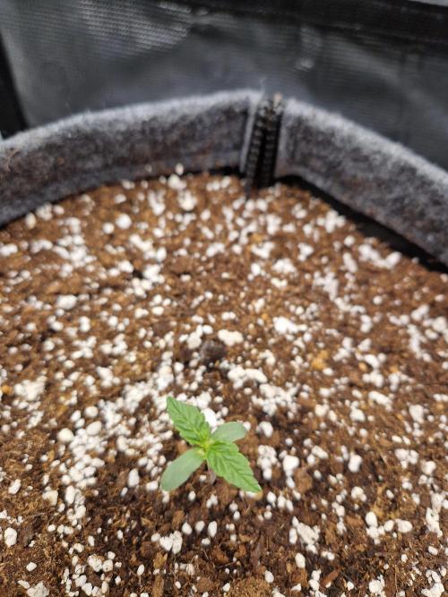 Auto Candy Bubatz XL. Week 1