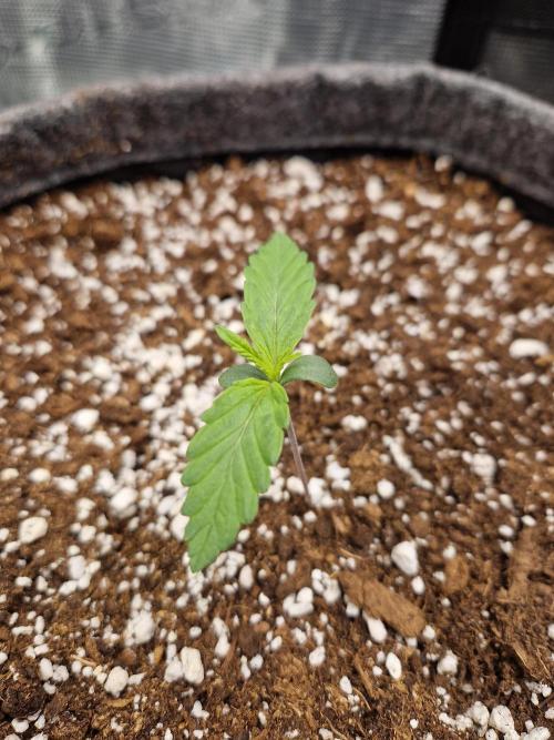 Auto Candy Bubatz XL. Week 1