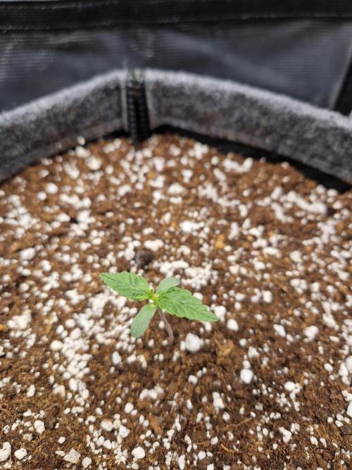 Auto Candy Bubatz XL. Week 1