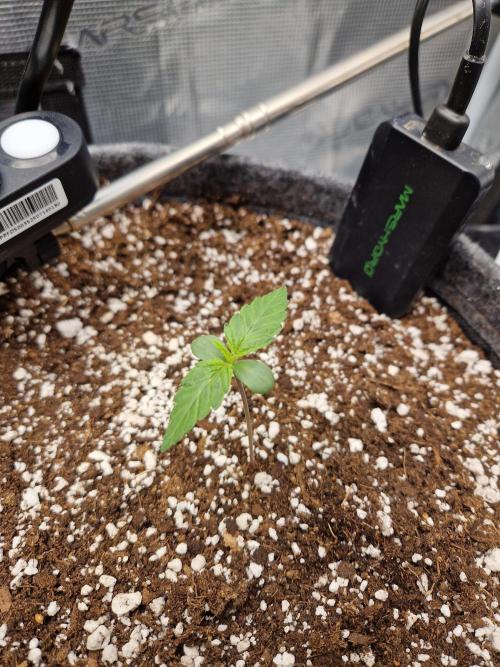Auto Candy Bubatz XL. Week 1