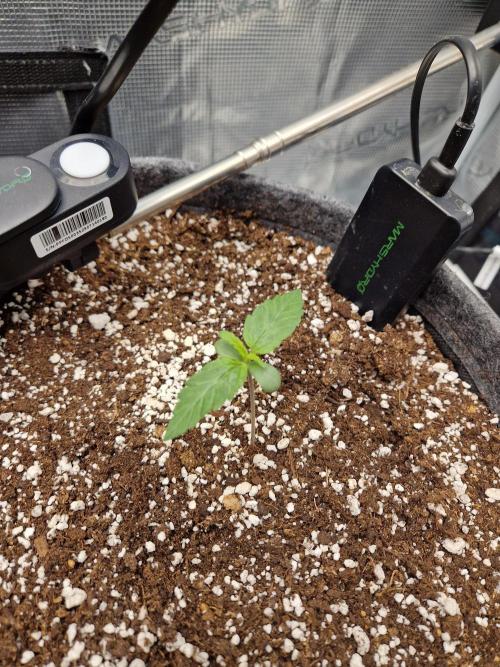 Auto Candy Bubatz XL. Week 1