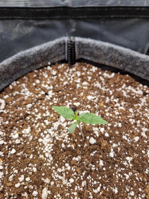 Auto Candy Bubatz XL. Week 1