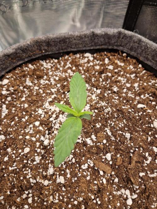 Auto Candy Bubatz XL. Week 1