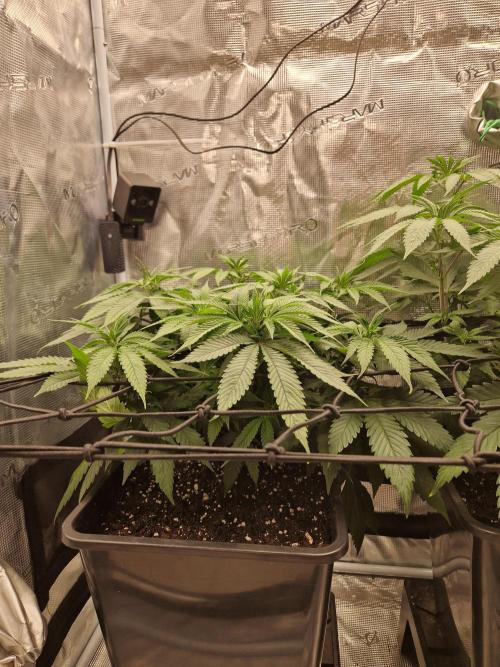 Apples Bananas n Peaches. Week 8