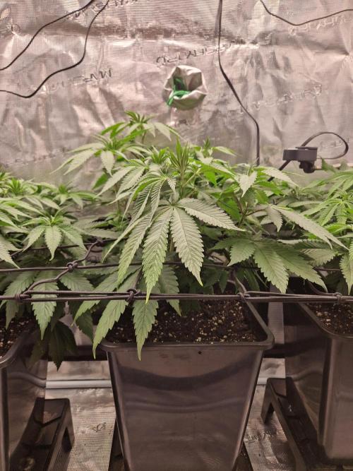 Apples Bananas n Peaches. Week 8