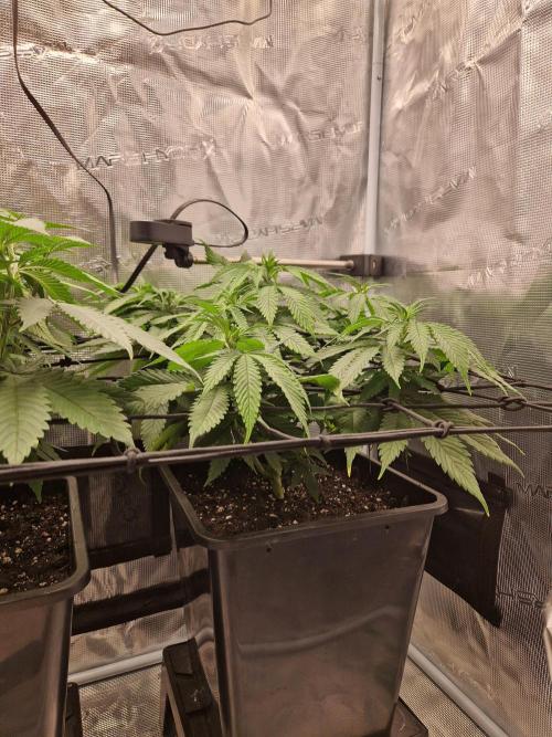 Apples Bananas n Peaches. Week 8